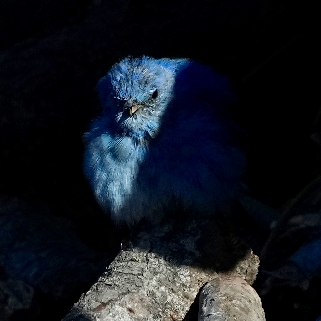 Mountain Bluebird - ML640348334
