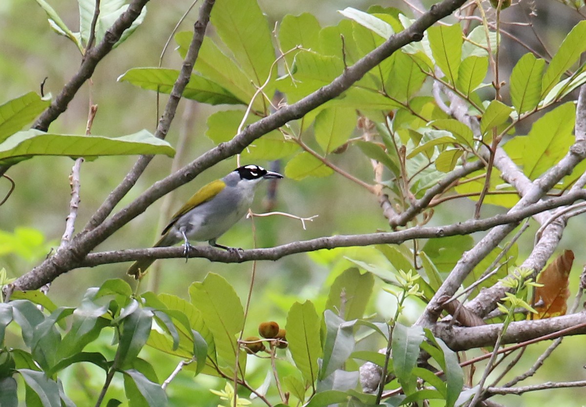 Black-crowned Palm-Tanager - ML640348344