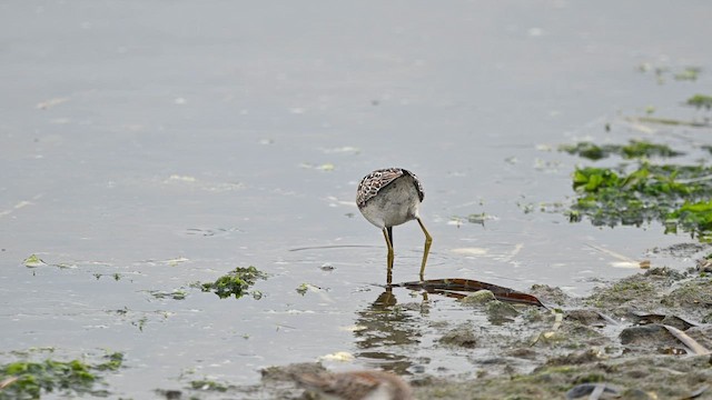 Stilt Sandpiper - ML640348346