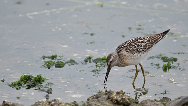 Stilt Sandpiper - ML640348353