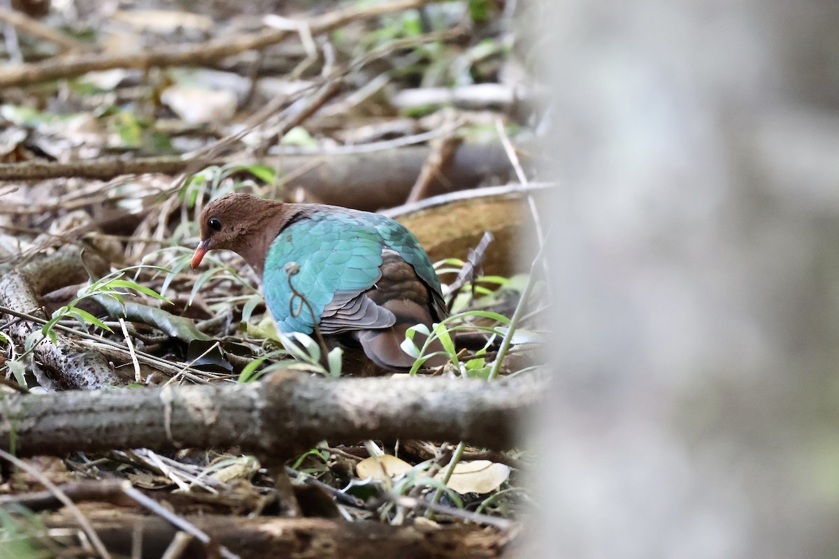 Pacific Emerald Dove - ML640348364