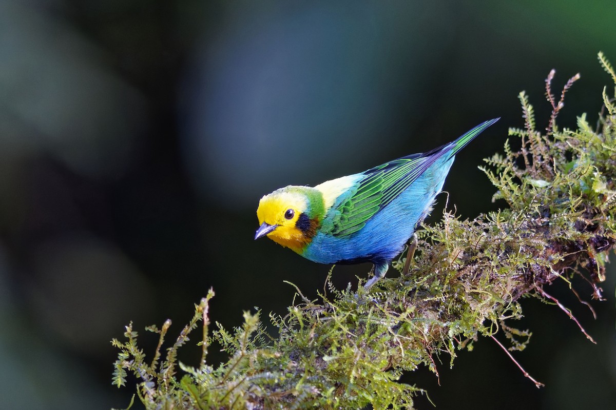 Multicolored Tanager - ML640348373