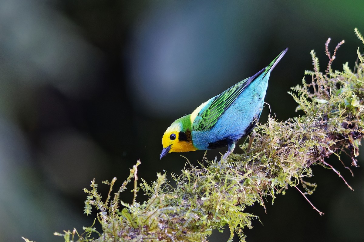 Multicolored Tanager - ML640348374