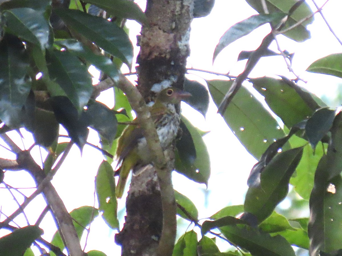 Ventriloquial Oriole - ML640348395
