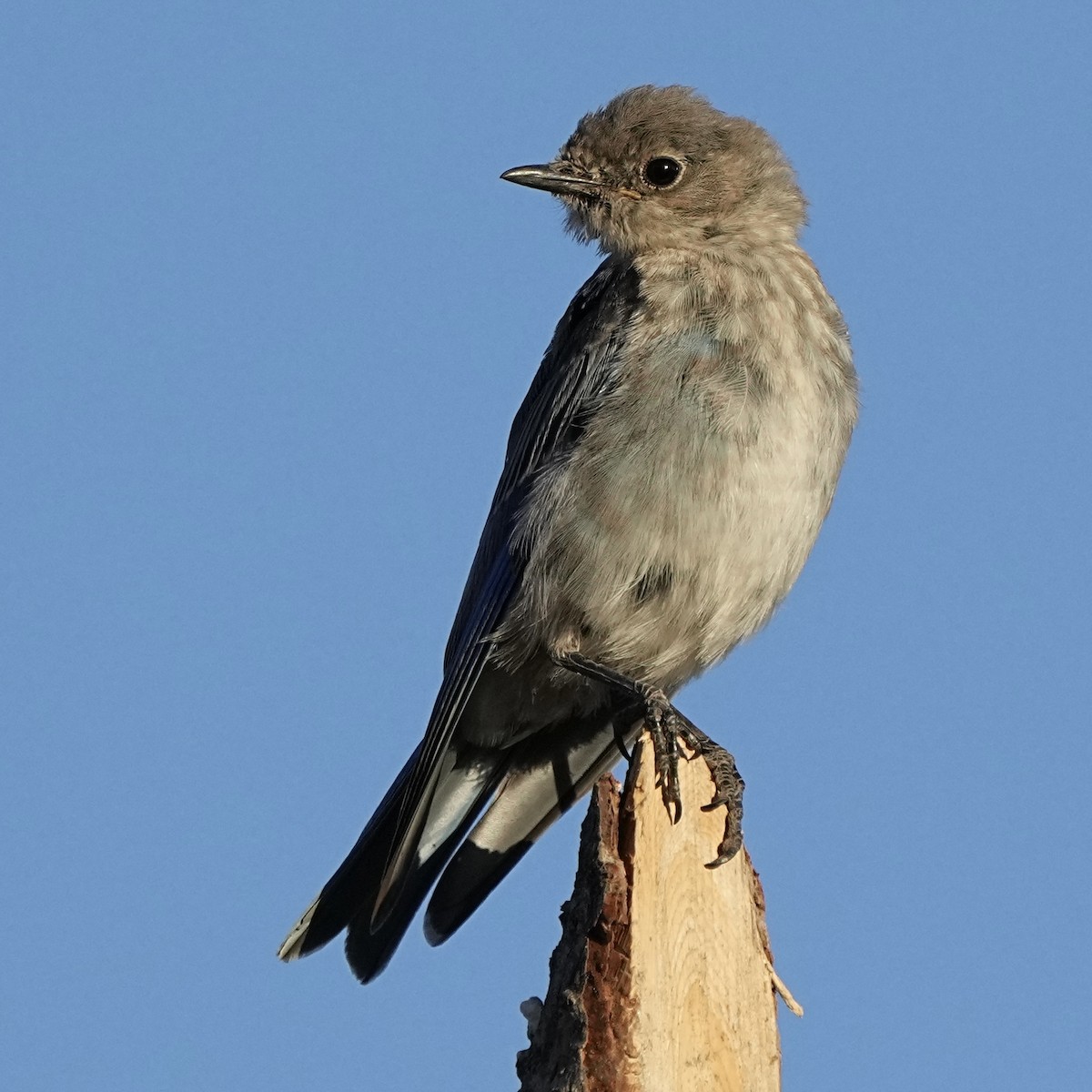 Mountain Bluebird - ML640348474