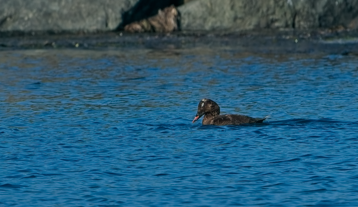 White-winged Scoter - ML640348554