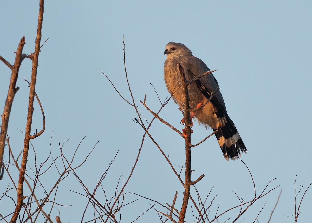 Crane Hawk - ML640348565