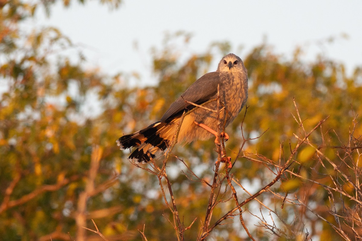 Crane Hawk - ML640348566