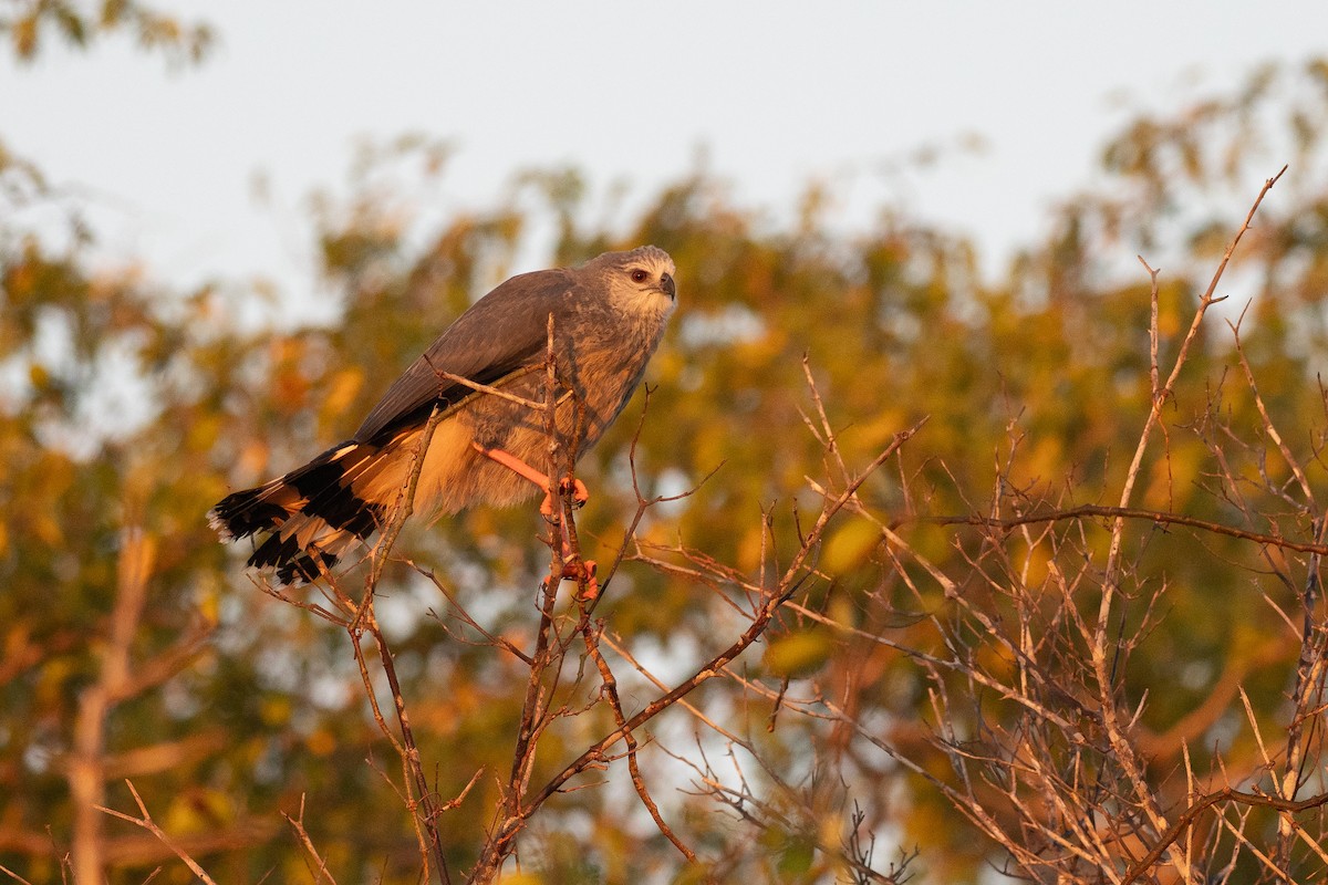 Crane Hawk - ML640348567