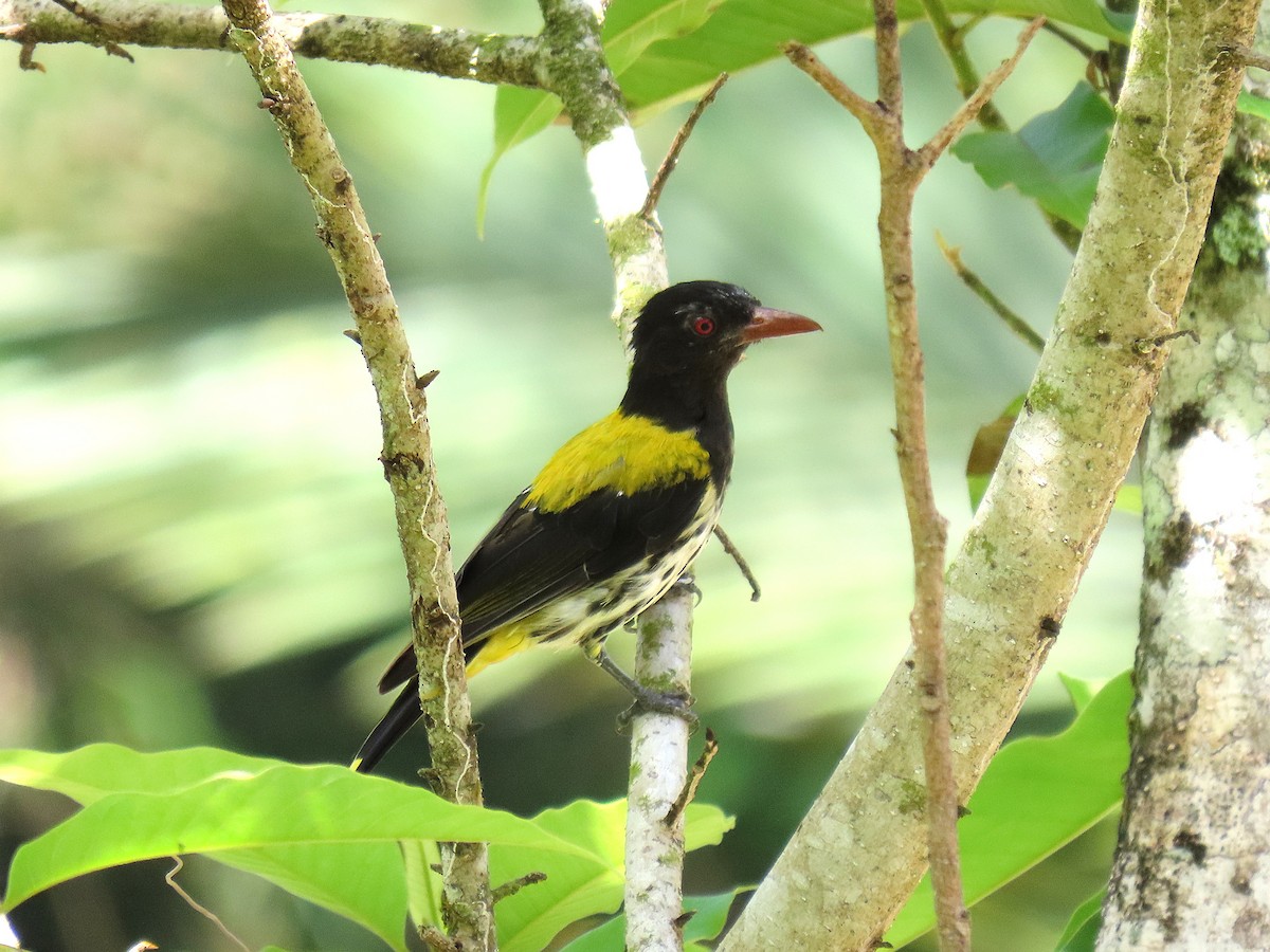 Ventriloquial Oriole - ML640348636