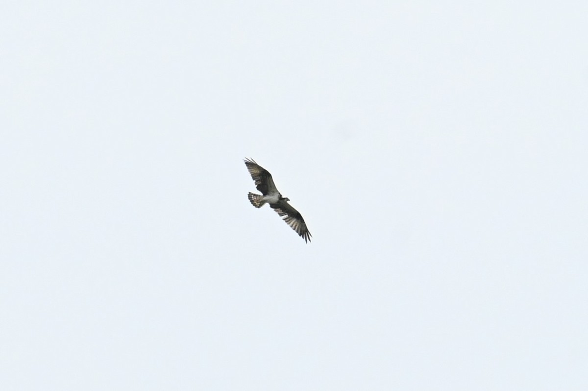 Osprey - ML640348705