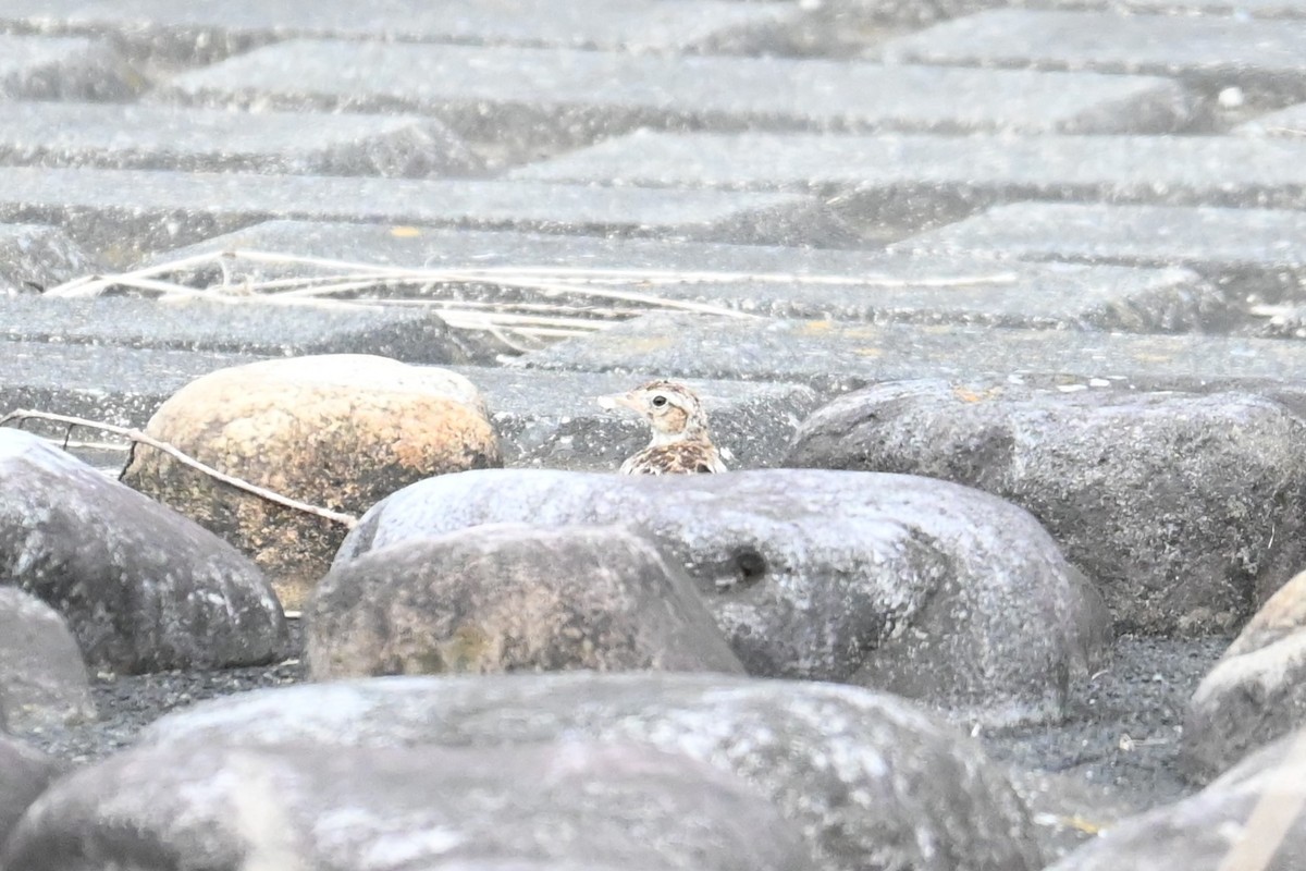 Eurasian Skylark - ML640348711