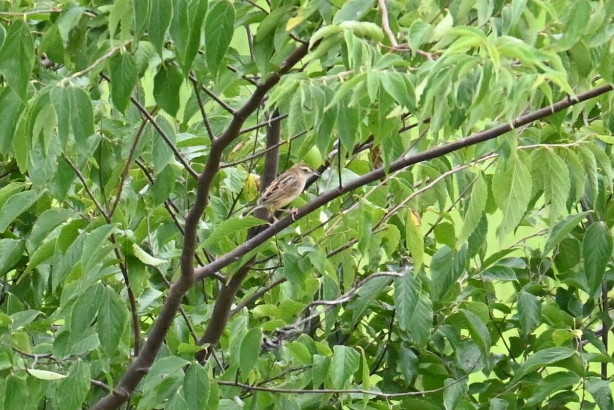 Zitting Cisticola - ML640348712