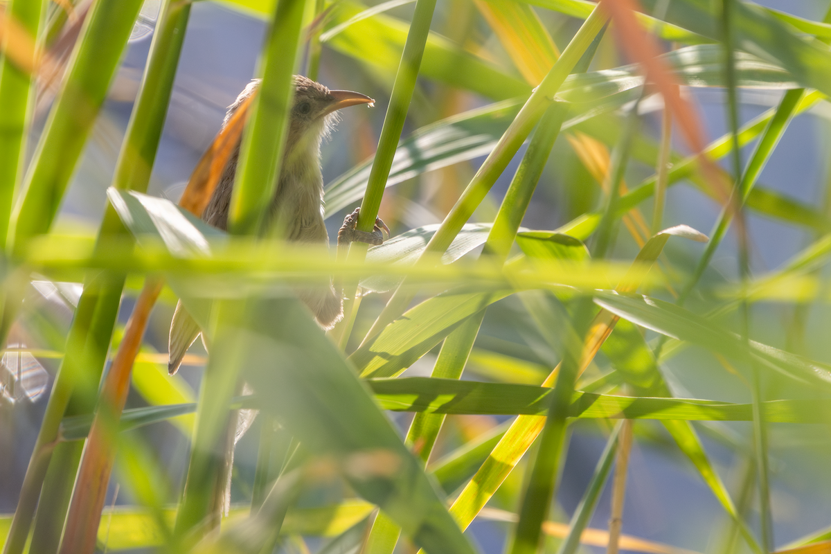 Iraq Babbler - ML640348748