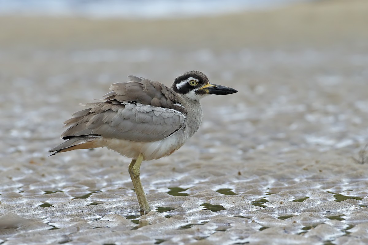 ハシブトオオイシチドリ - ML640348750