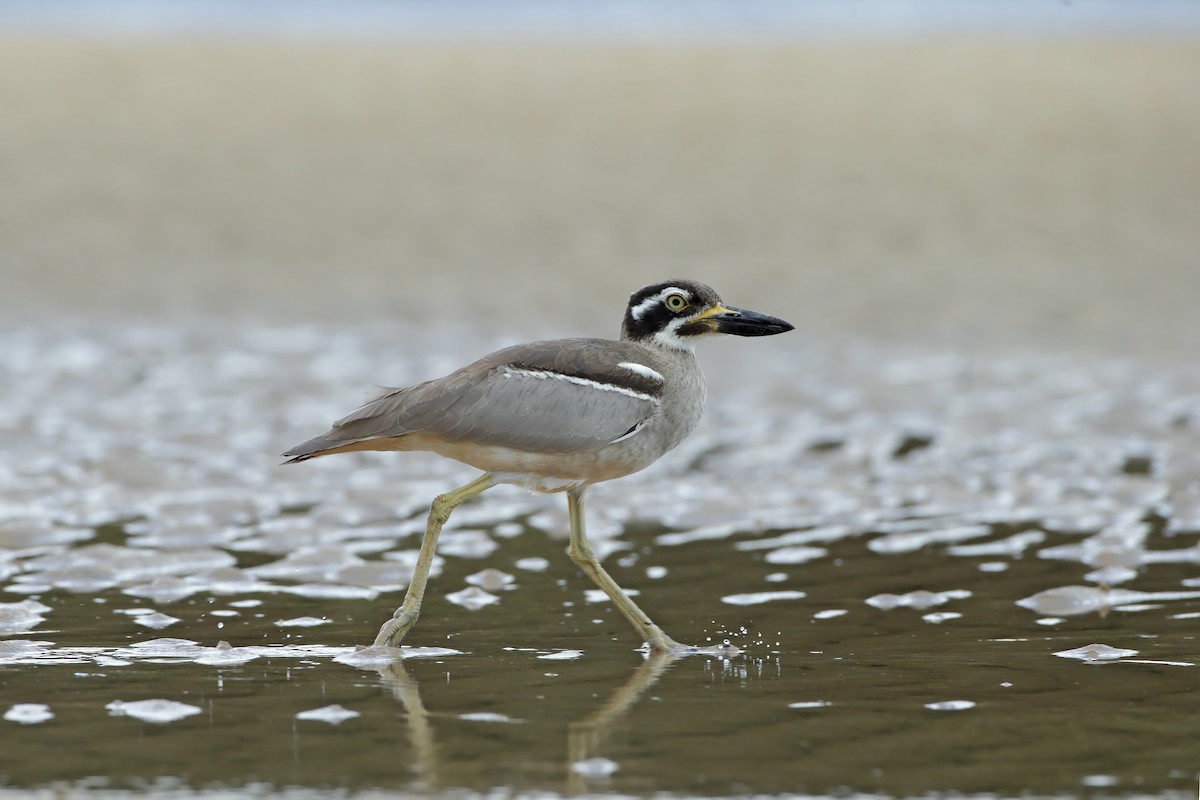 ハシブトオオイシチドリ - ML640348751