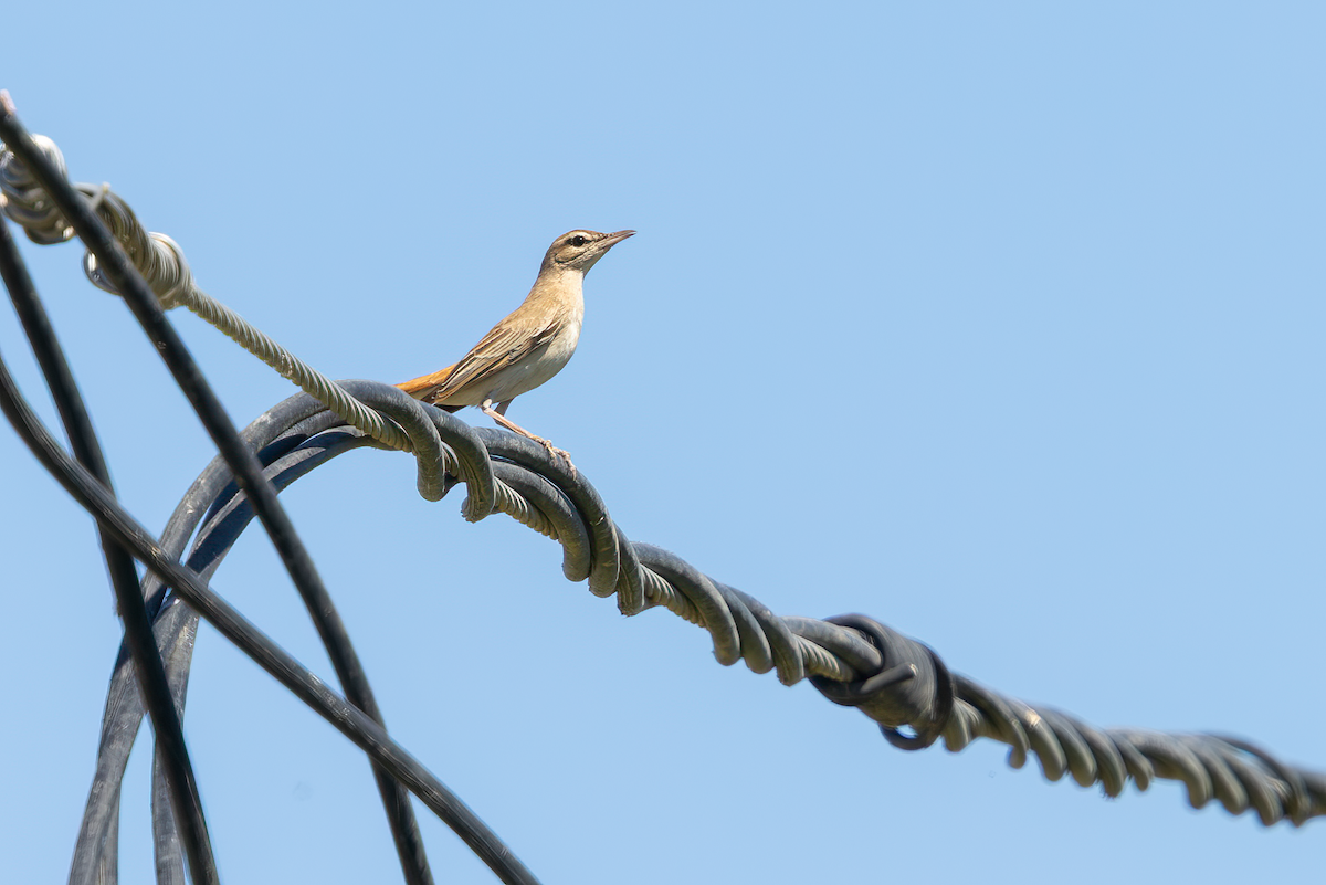 Rufous-tailed Scrub-Robin - ML640348752