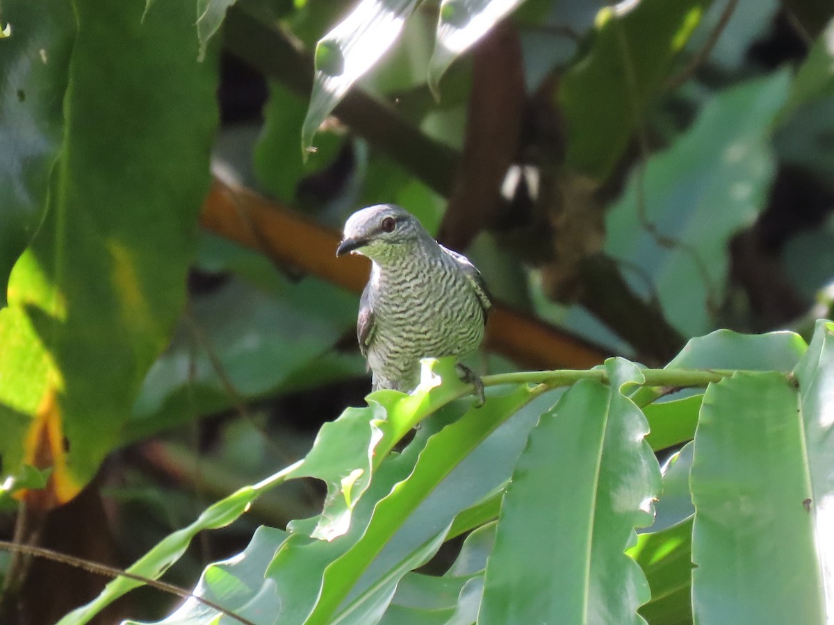 Lesser Cuckooshrike - ML640348753