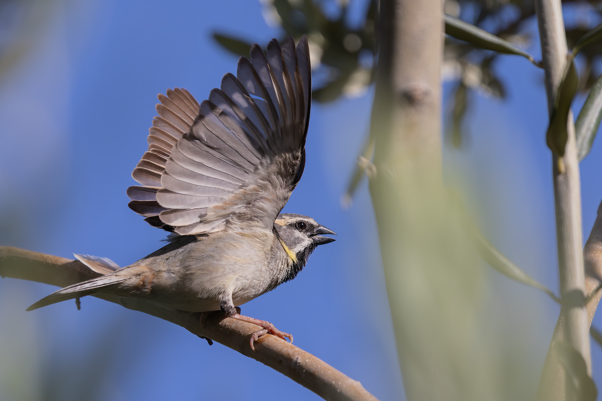Dead Sea Sparrow - ML640348756
