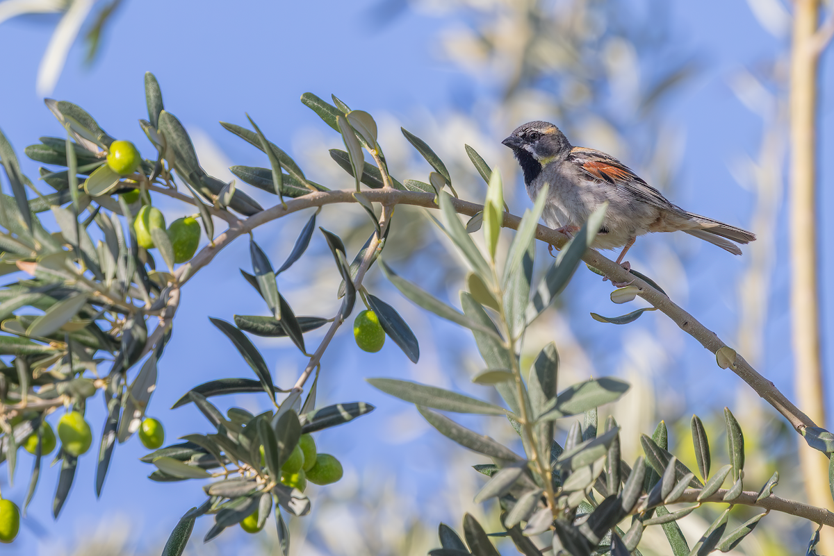 Dead Sea Sparrow - ML640348757