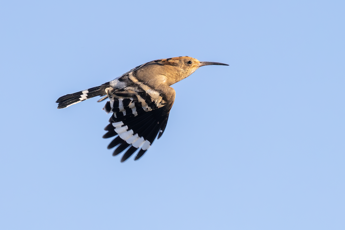 Common Hoopoe - ML640348760