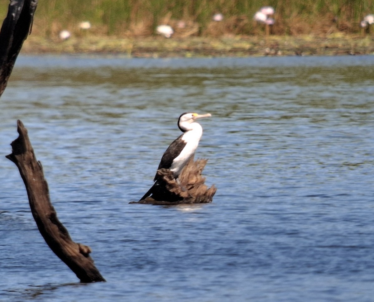 Pied Cormorant - ML640348784