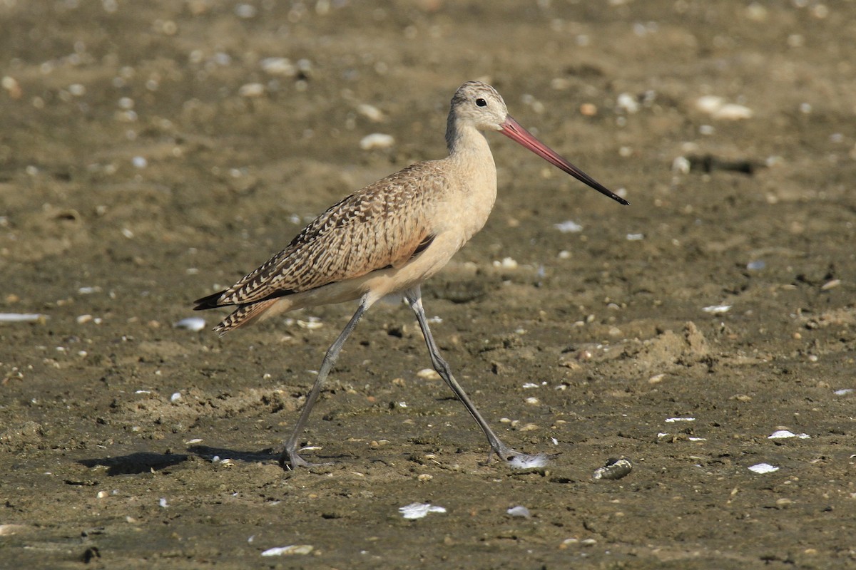 Marbled Godwit - ML640348806