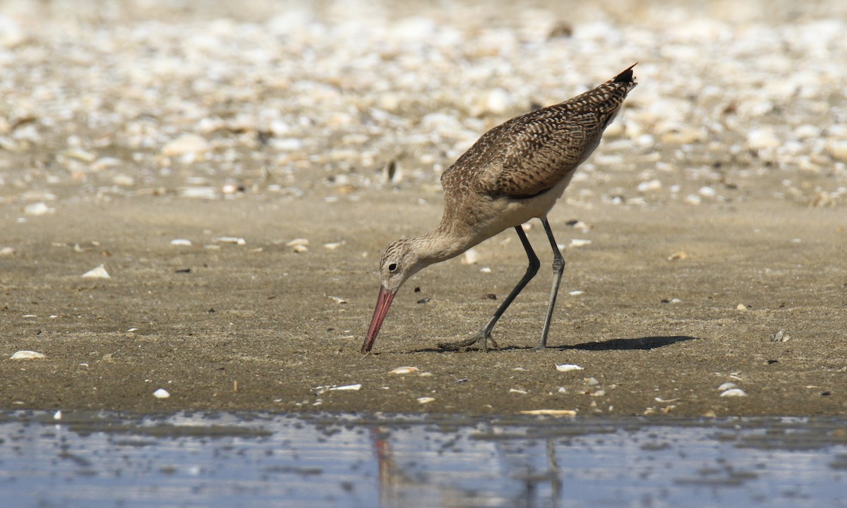Marbled Godwit - ML640348807