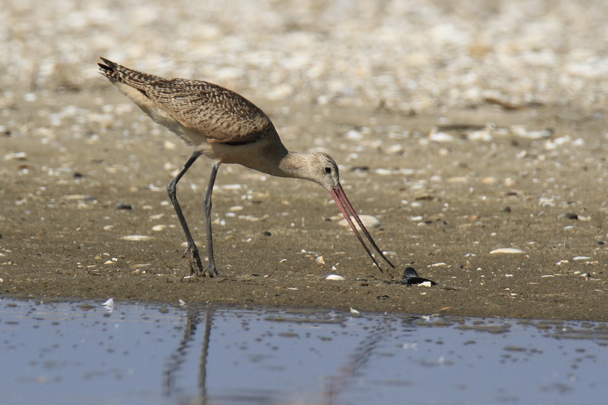Marbled Godwit - ML640348808