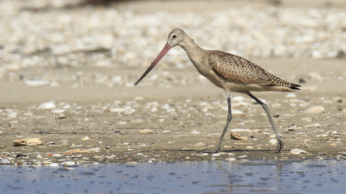 Marbled Godwit - ML640348809