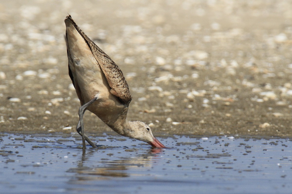 Marbled Godwit - ML640348811