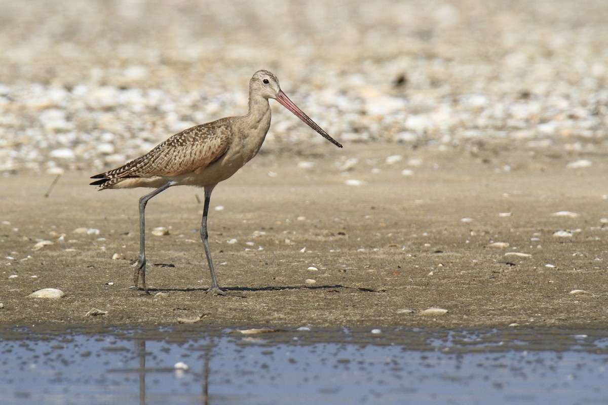 Marbled Godwit - ML640348812