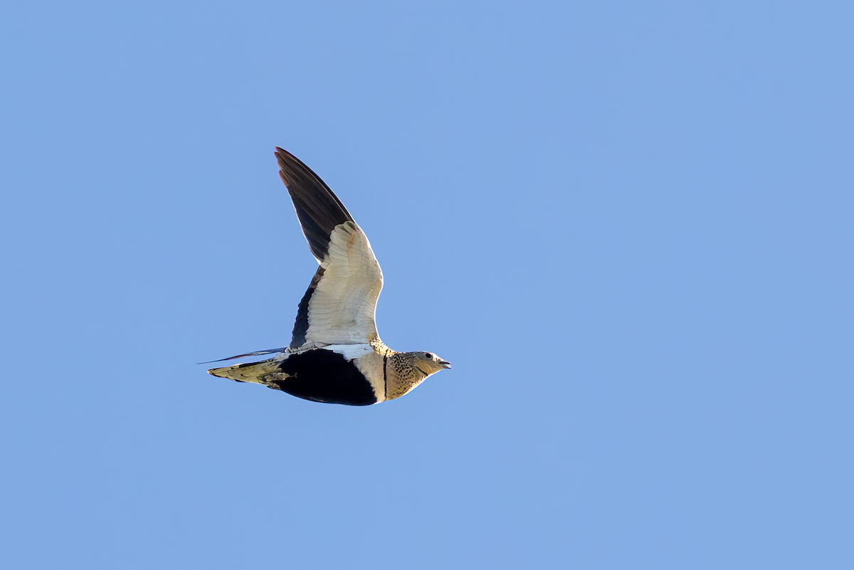 Black-bellied Sandgrouse - ML640348822