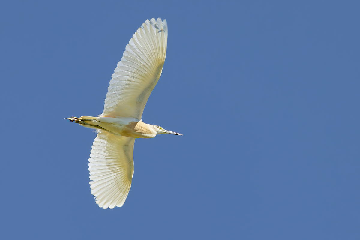Squacco Heron - ML640348827