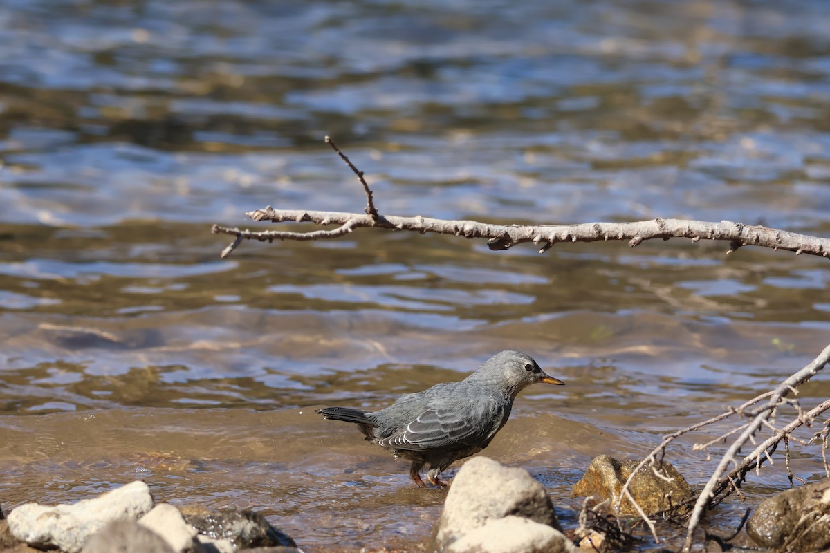 American Dipper - ML640348829