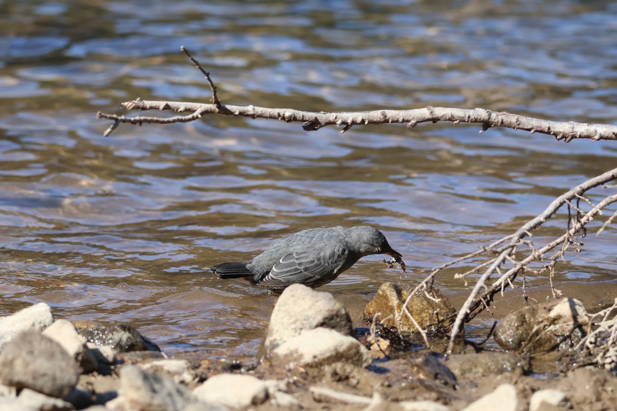 American Dipper - ML640348830