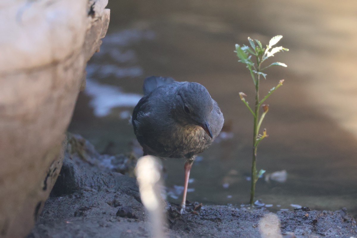 American Dipper - ML640348831