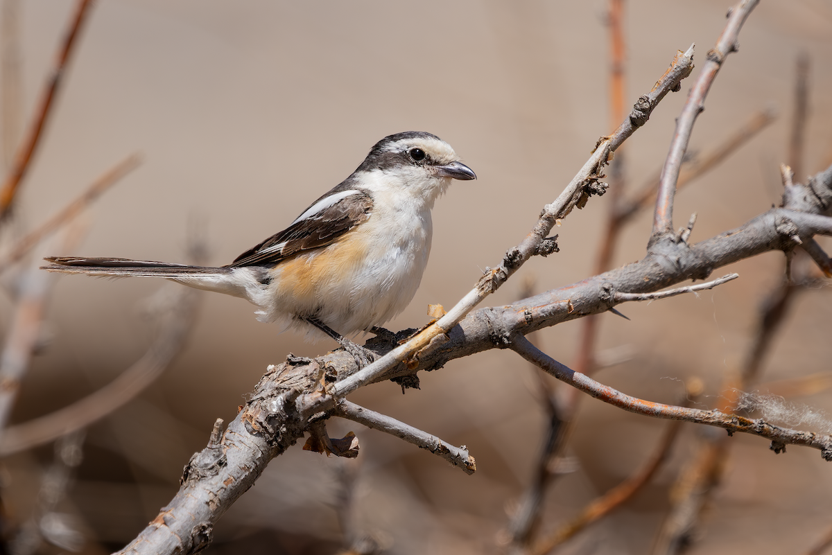 Masked Shrike - ML640348889