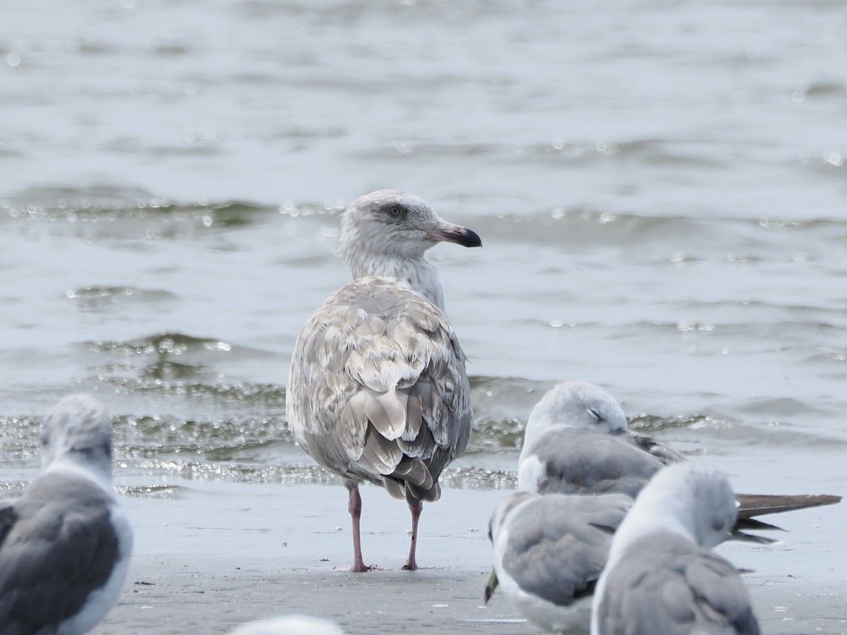 Slaty-backed Gull - ML640348892