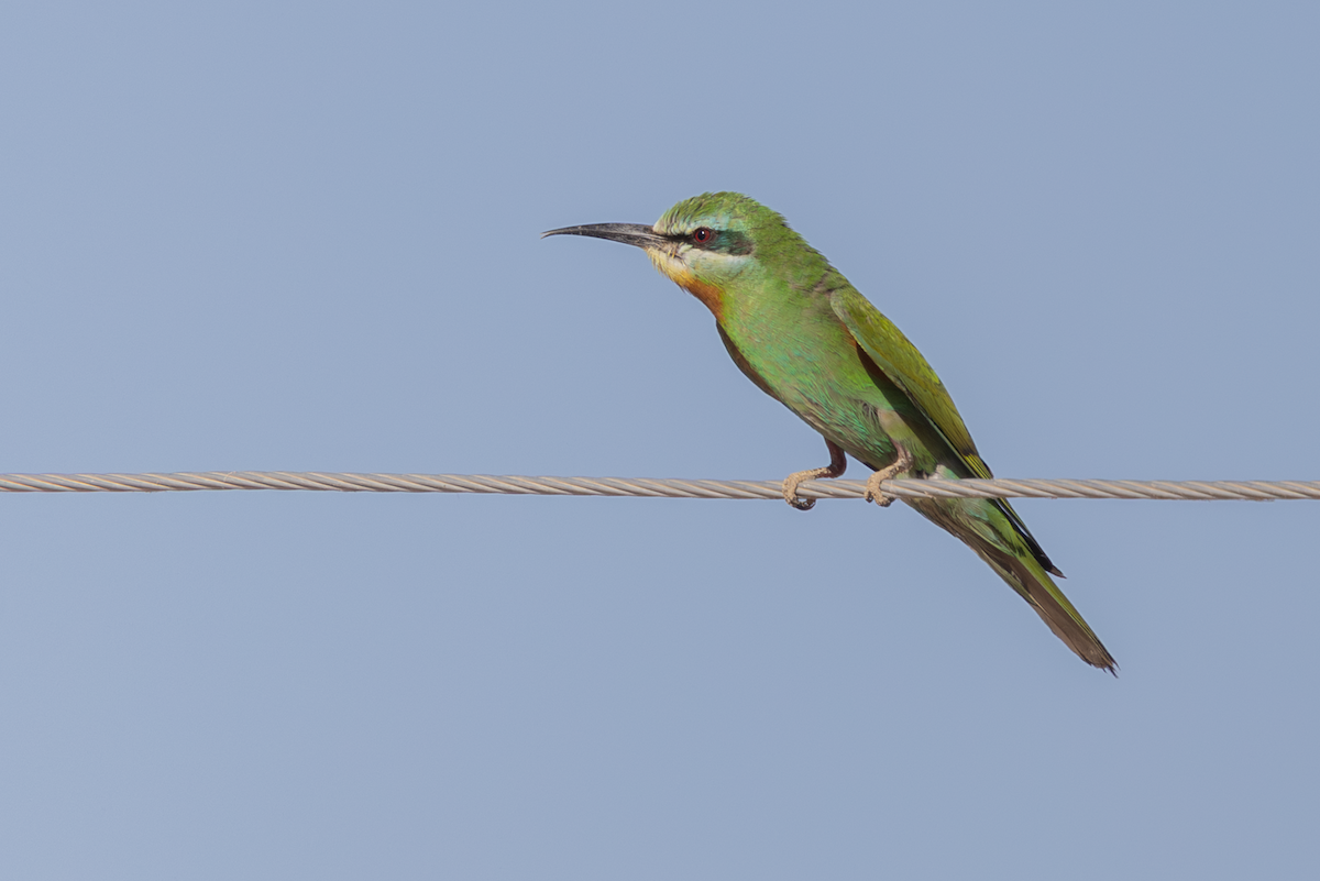 Blue-cheeked Bee-eater - ML640348902