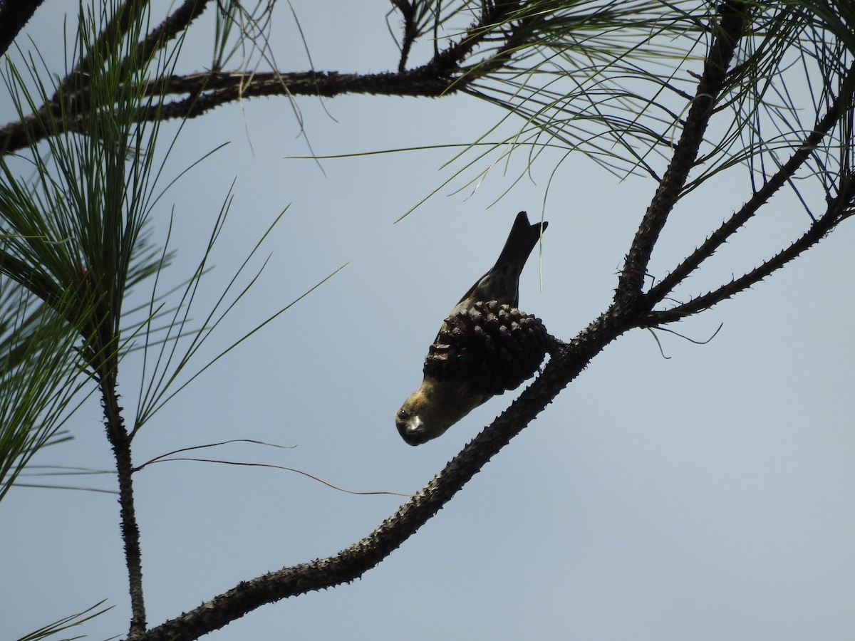 Red Crossbill (Luzon) - ML640348905