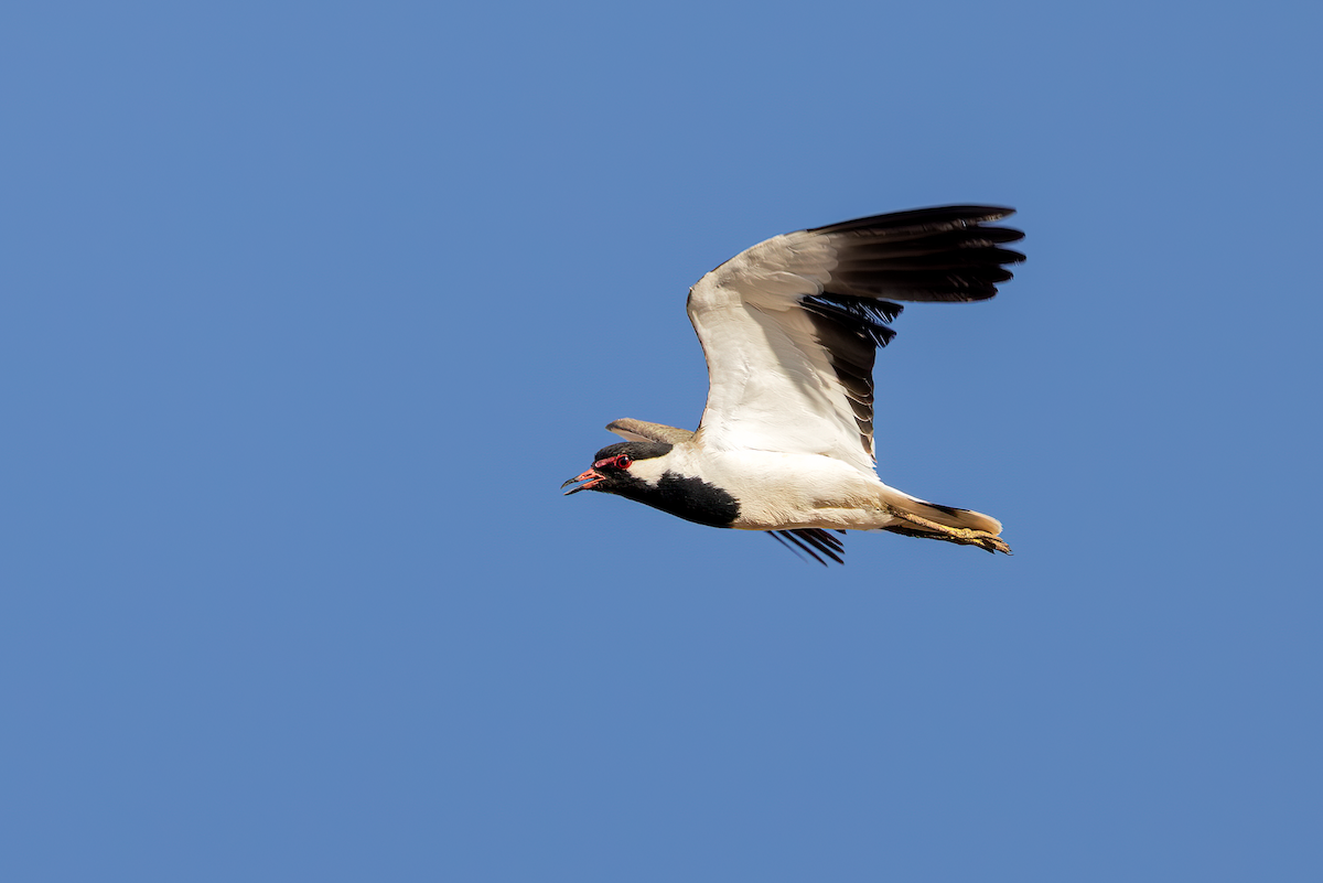 Red-wattled Lapwing - ML640348923