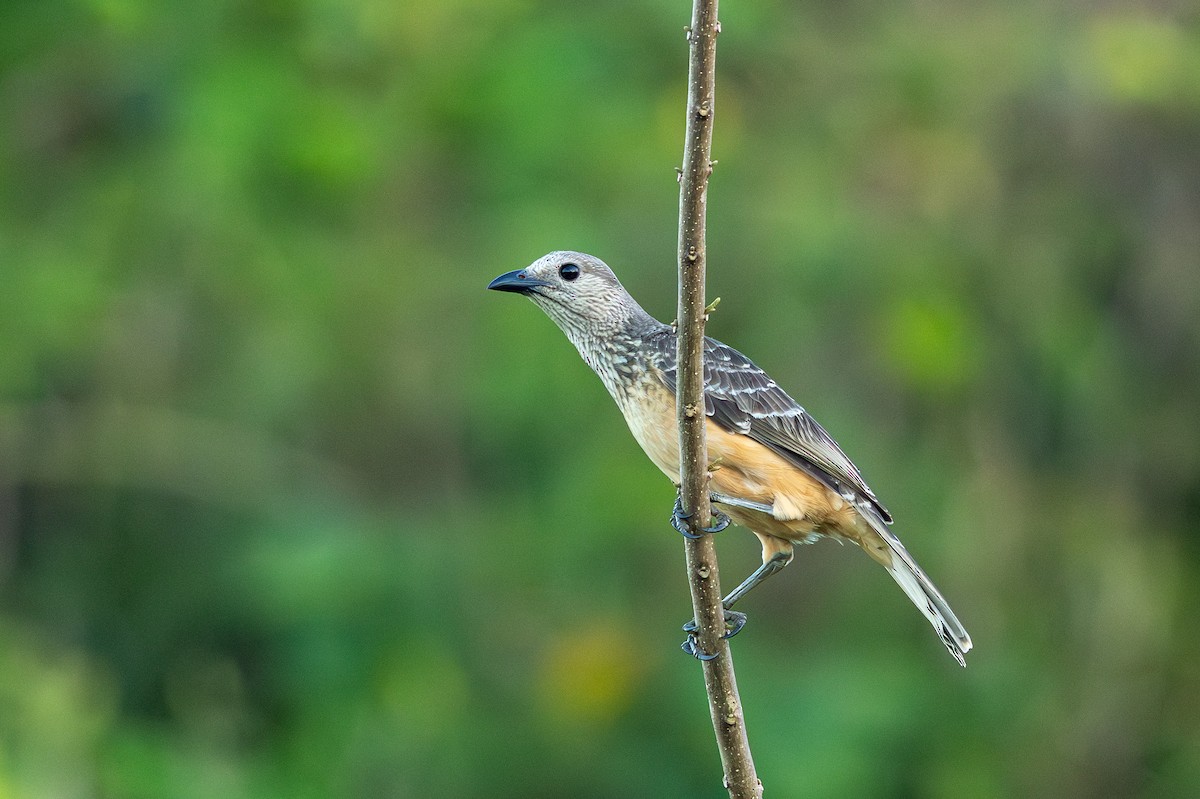 Fawn-breasted Bowerbird - ML640348932