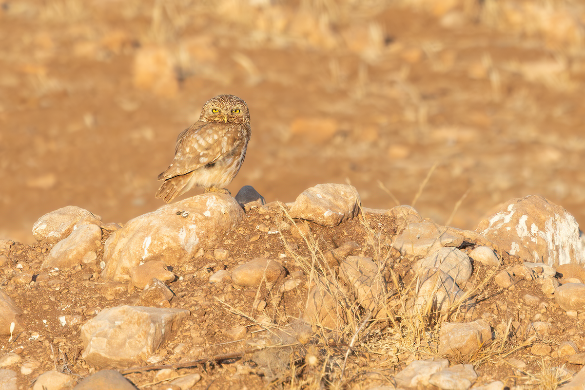 Little Owl - ML640348933