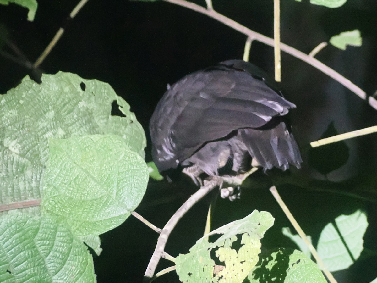 Dusky Megapode - ML640348934