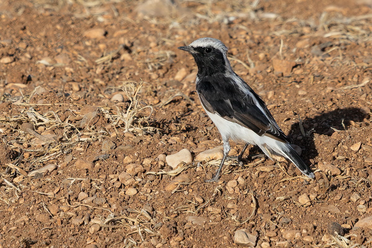 Finsch's Wheatear - ML640348936