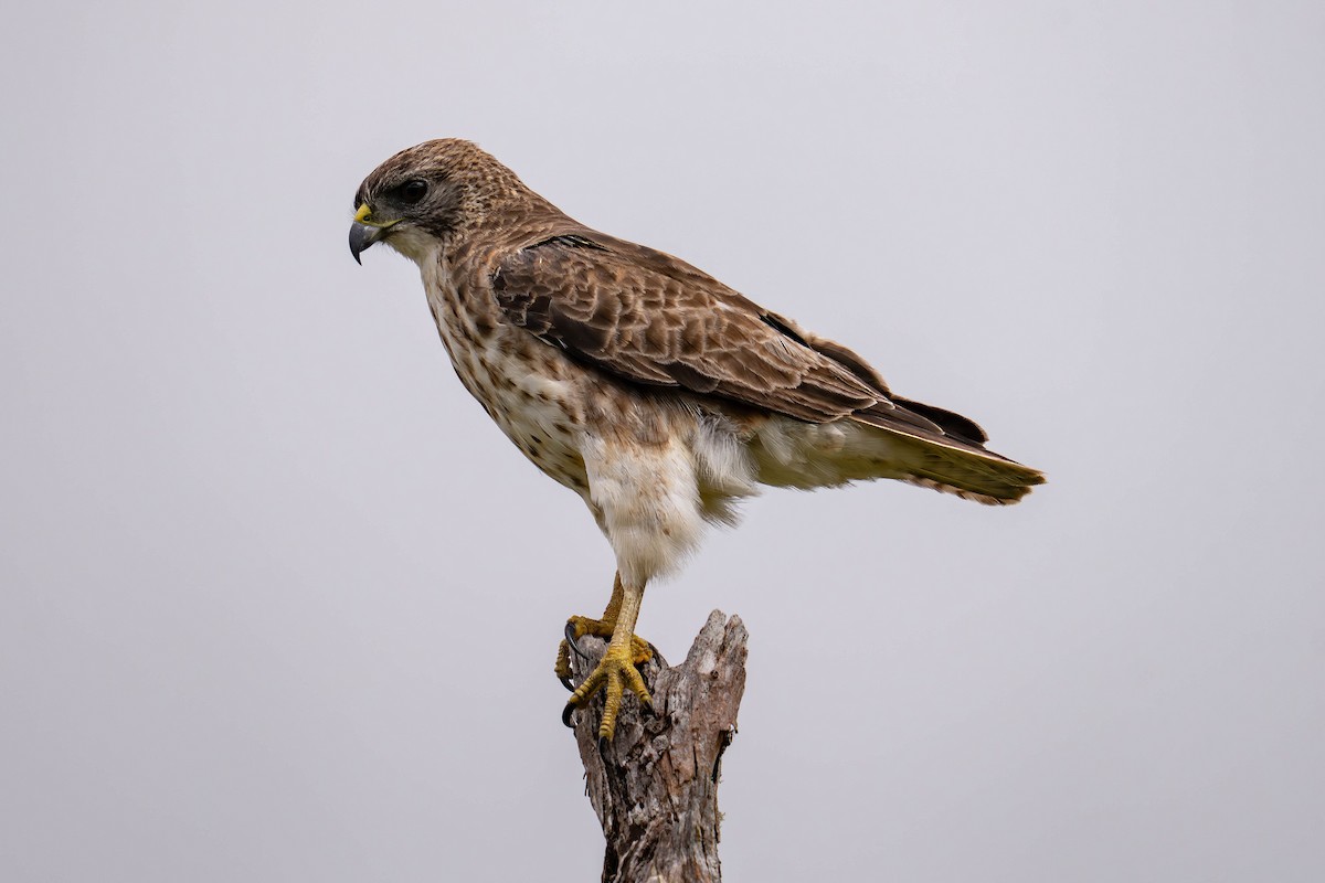 Hawaiian Hawk - ML640348941