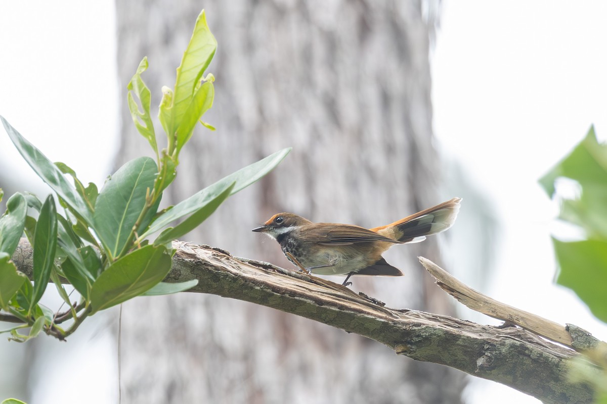 Louisiade Fantail - ML640348968