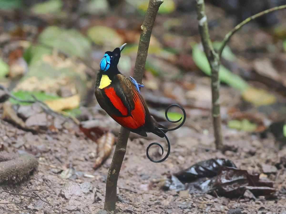 Wilson's Bird-of-Paradise - ML640348971