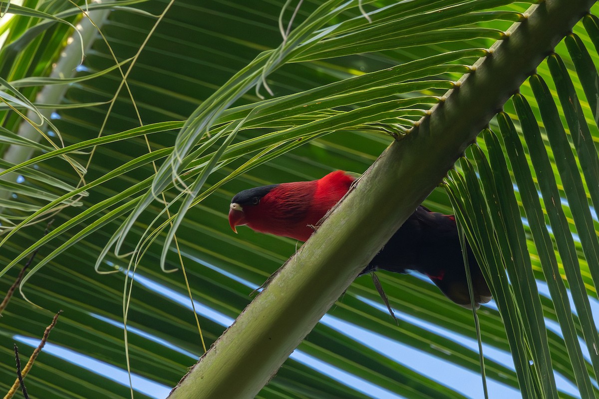 Purple-bellied Lory - ML640349079